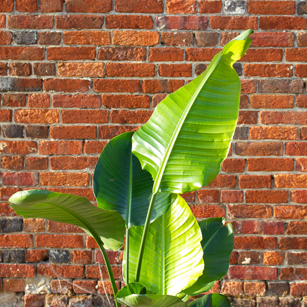 Strelitzia nicolai 24cm H150cm