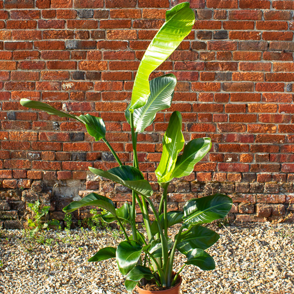 Strelitzia nicolai 24cm H150cm
