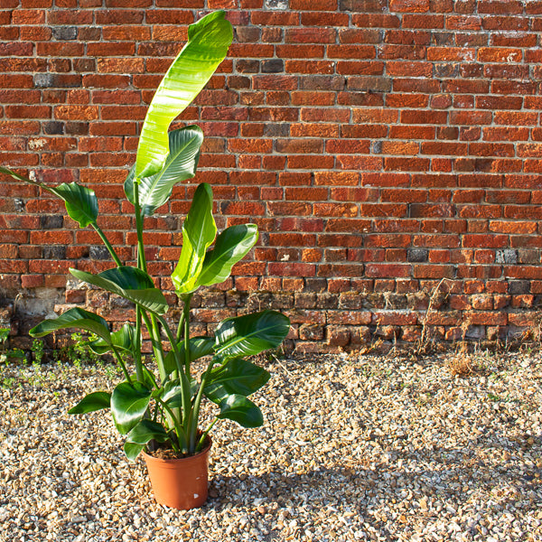 Strelitzia nicolai 24cm H150cm