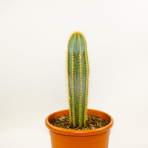 Pilosocereus pachycladus (Single Column) 30cm H80cm