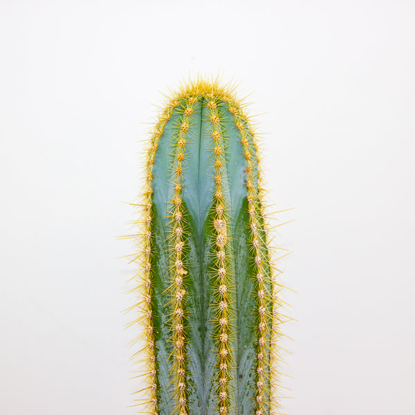 Pilosocereus pachycladus (Single Column) 30cm H80cm