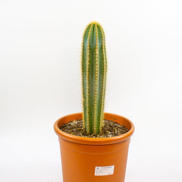 Pilosocereus pachycladus (Single Column) 30cm H80cm