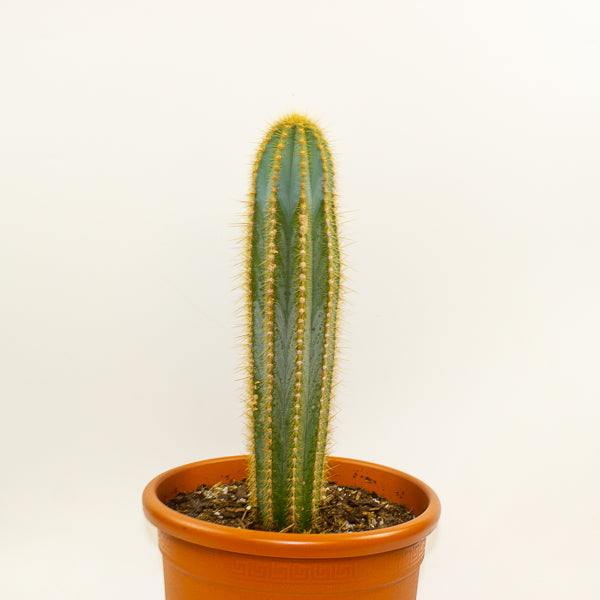 Pilosocereus pachycladus (Single Column) 30cm H80cm