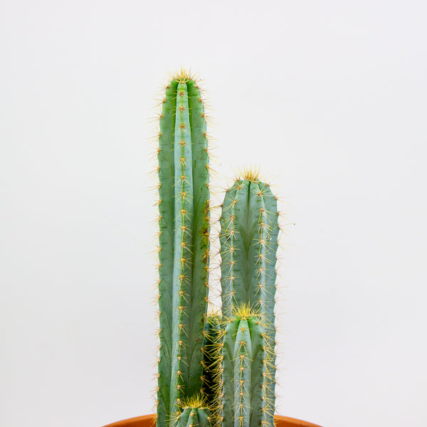 Pilosocereus azureus (Multi Column) 30cm H80cm