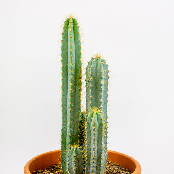 Pilosocereus azureus (Multi Column) 30cm H80cm