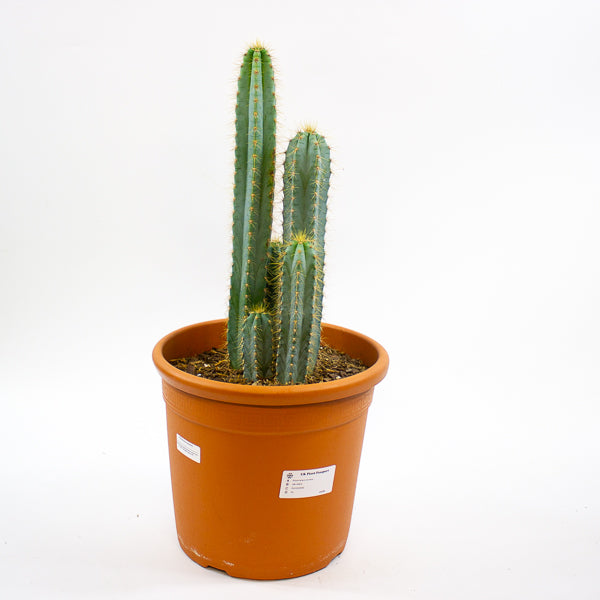 Pilosocereus azureus (Multi Column) 30cm H80cm
