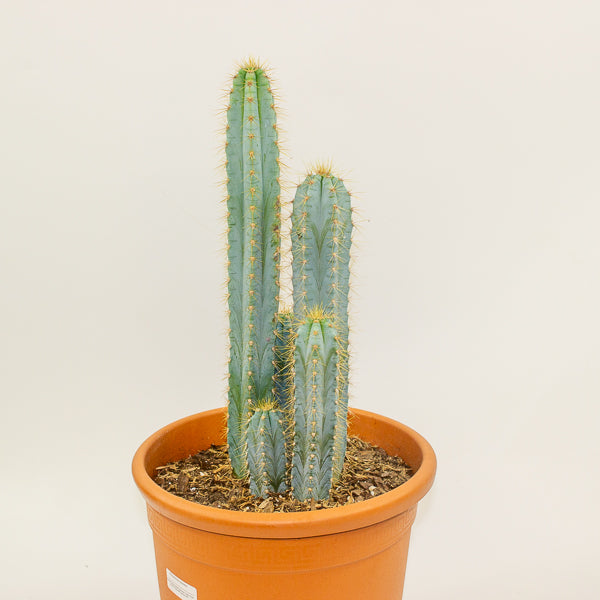 Pilosocereus azureus (Multi Column) 30cm H80cm