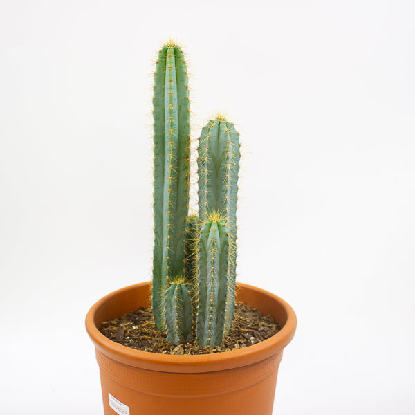 Pilosocereus azureus (Multi Column) 30cm H80cm