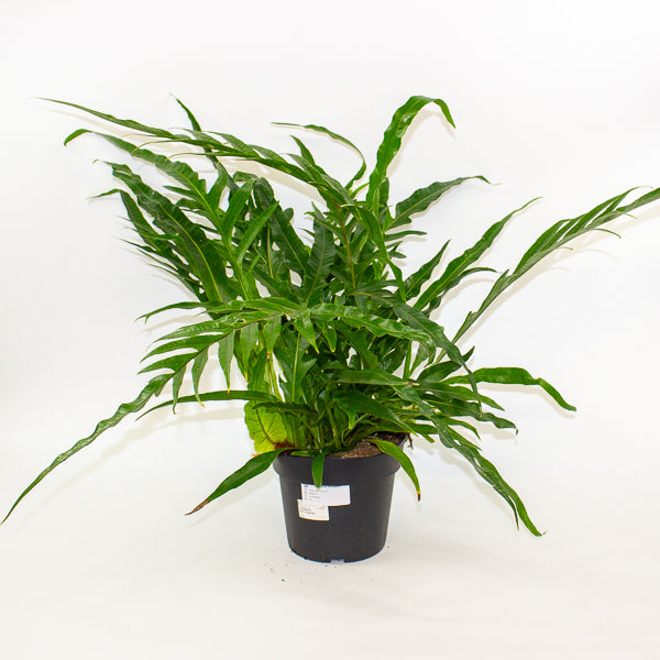 Aglaomorpha Coronans - Snake Leaf Fern 17cm H45cm