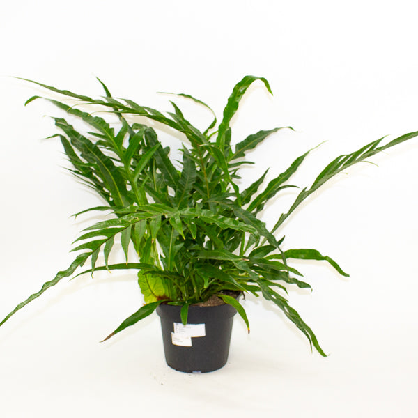 Aglaomorpha Coronans - Snake Leaf Fern 17cm H45cm