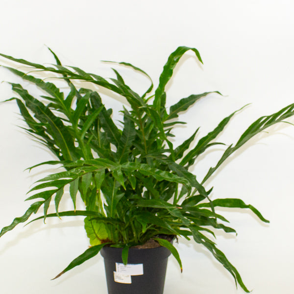 Aglaomorpha Coronans - Snake Leaf Fern 17cm H45cm