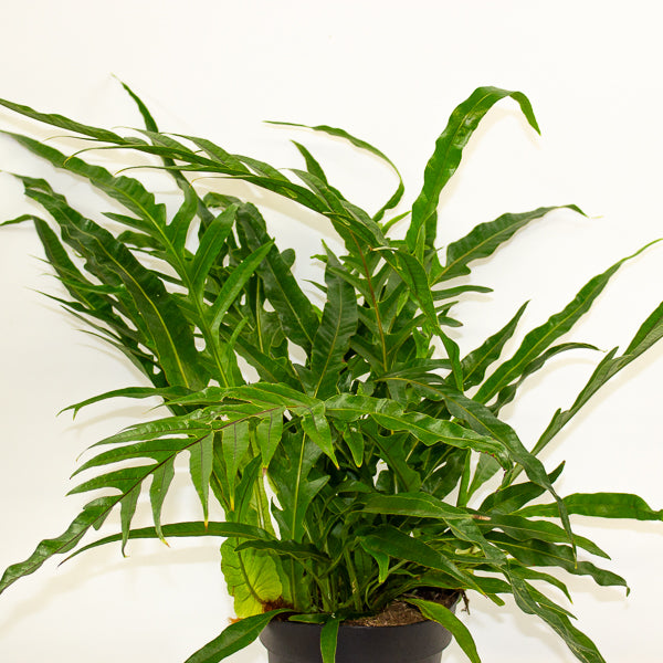 Aglaomorpha Coronans - Snake Leaf Fern 17cm H45cm