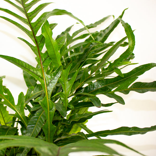 Aglaomorpha Coronans - Snake Leaf Fern 17cm H45cm