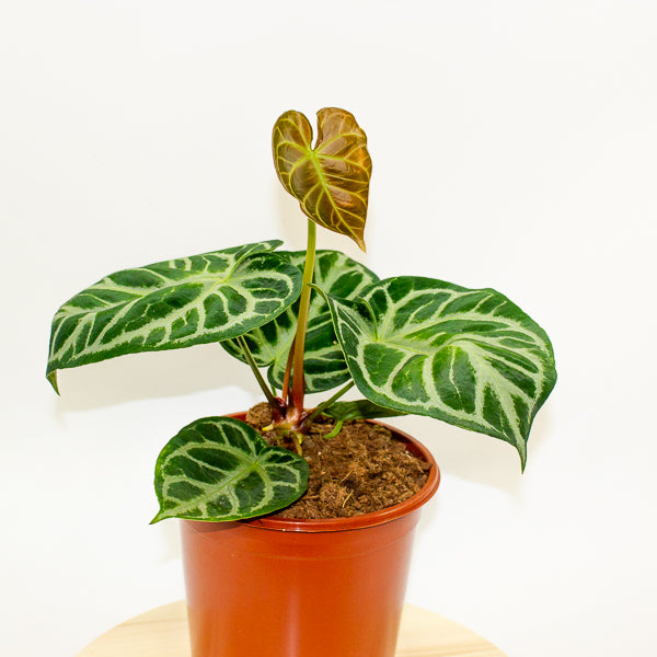 Anthurium Silver Blush 21cm H65cm