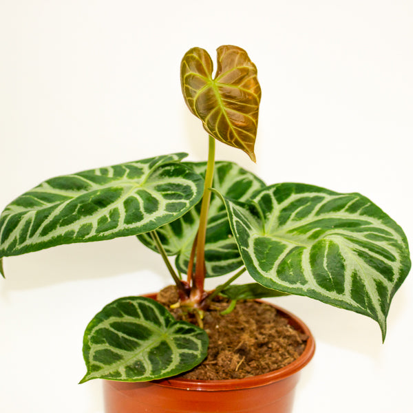 Anthurium Silver Blush 21cm H65cm