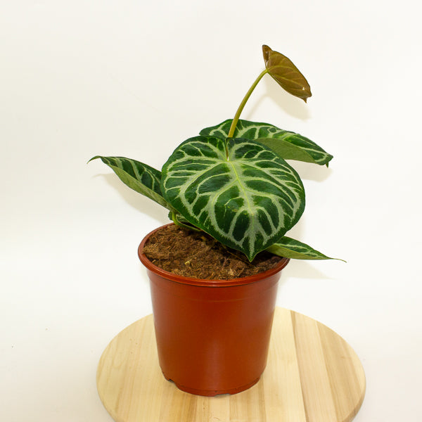 Anthurium Silver Blush 21cm H65cm
