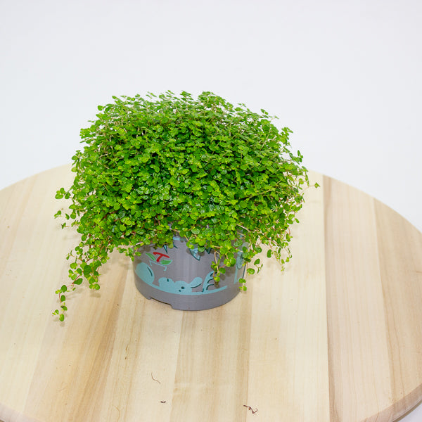 Soleirolia soleirolii - Mind your own Business 11cm H14cm