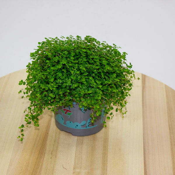 Soleirolia soleirolii - Mind your own Business 11cm H14cm