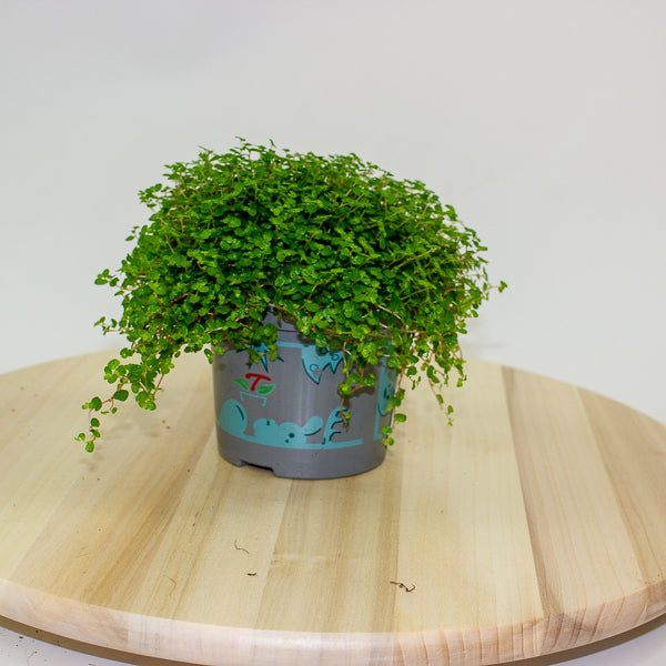 Soleirolia soleirolii - Mind your own Business 11cm H14cm