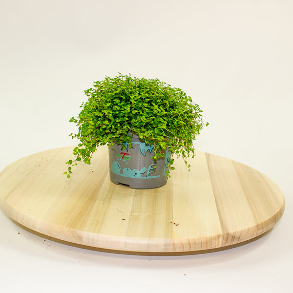 Soleirolia soleirolii - Mind your own Business 11cm H14cm