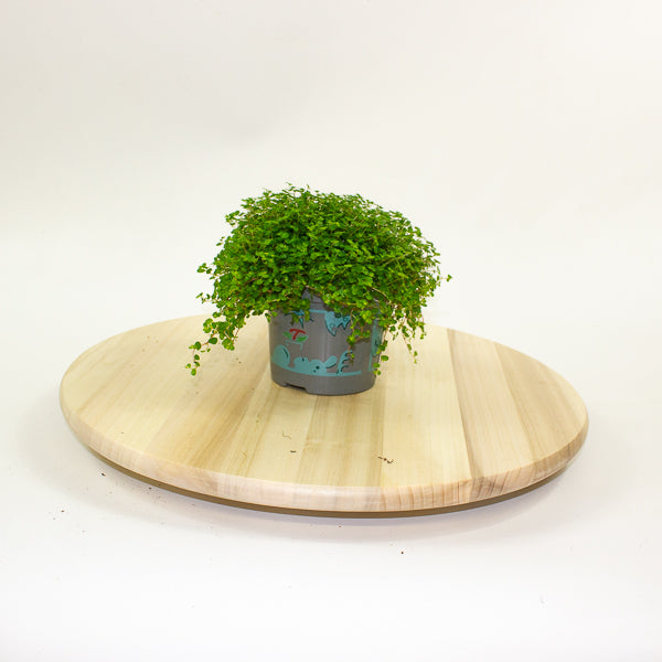 Soleirolia soleirolii - Mind your own Business 11cm H14cm