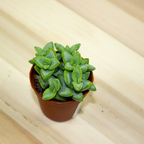 Crassula Perfoliata 5.5cm H14cm