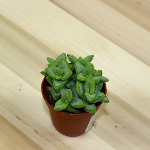 Crassula Perfoliata 5.5cm H14cm