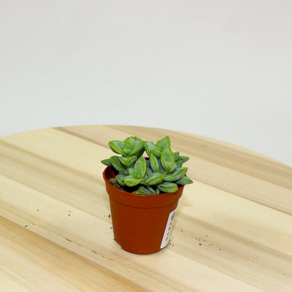 Crassula Perfoliata 5.5cm H14cm