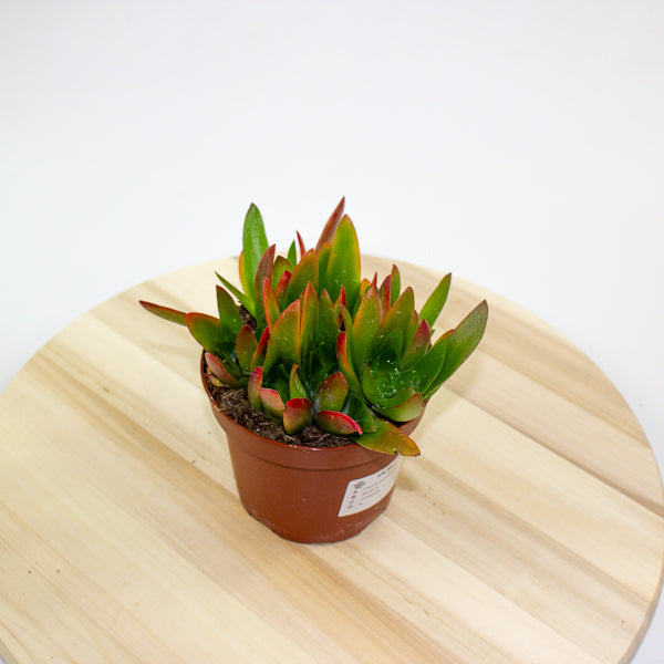 Crassula Capitella Campfire 12cm H20cm