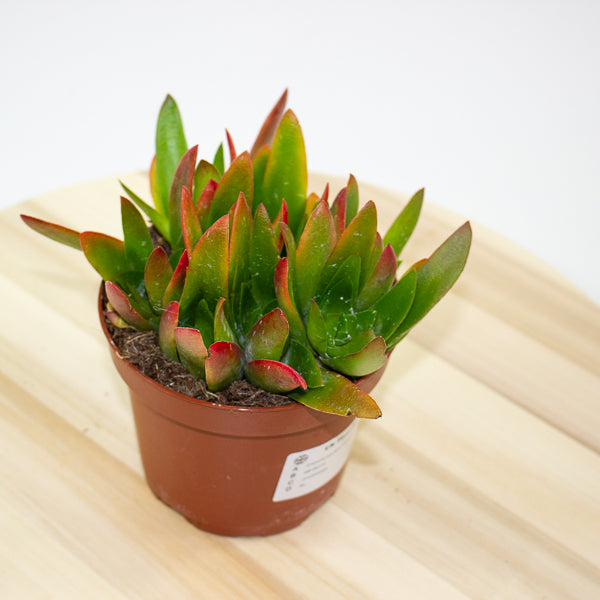 Crassula Capitella Campfire 12cm H20cm