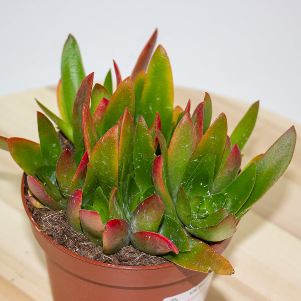 Crassula Capitella Campfire 12cm H20cm