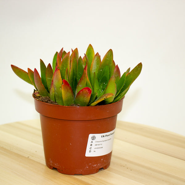 Crassula Capitella Campfire 12cm H20cm