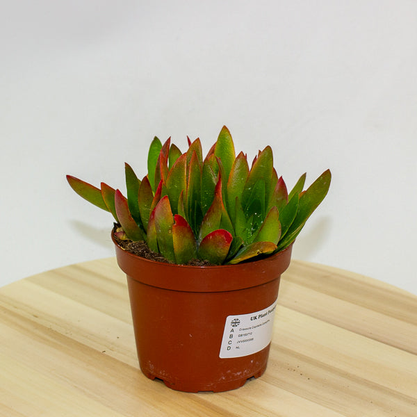 Crassula Capitella Campfire 12cm H20cm