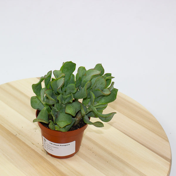 Crassula Undilatifolia - The Ripple Jade 8.5cm H10cm