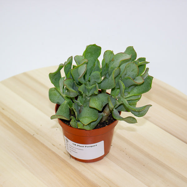 Crassula Undilatifolia - The Ripple Jade 8.5cm H10cm