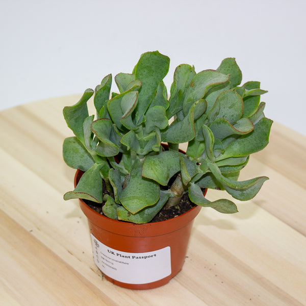 Crassula Undilatifolia - The Ripple Jade 8.5cm H10cm