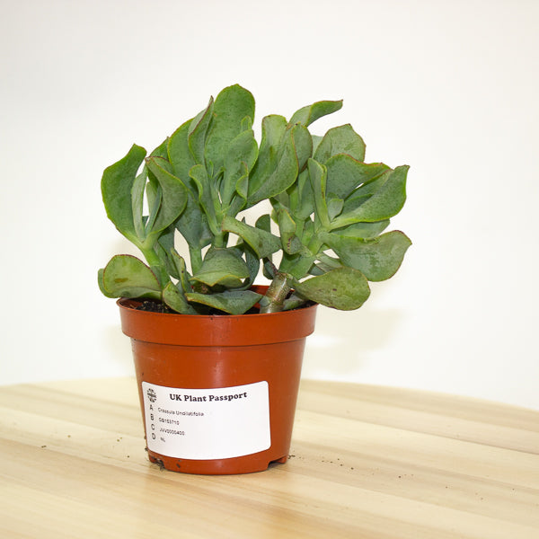 Crassula Undilatifolia - The Ripple Jade 8.5cm H10cm