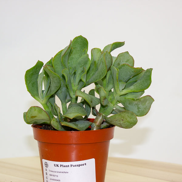 Crassula Undilatifolia - The Ripple Jade 8.5cm H10cm