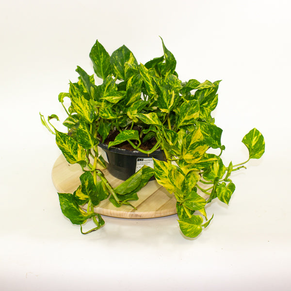 Epipremnum aureum Njoy Aurea 23cm H30cm