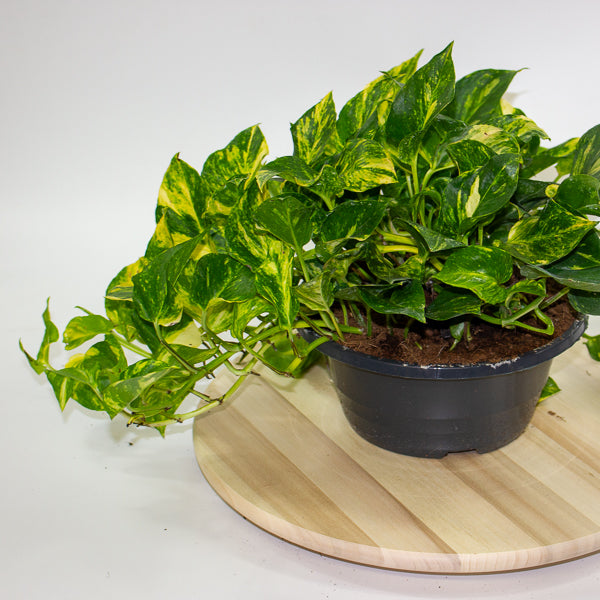 Epipremnum aureum Njoy Aurea 23cm H30cm
