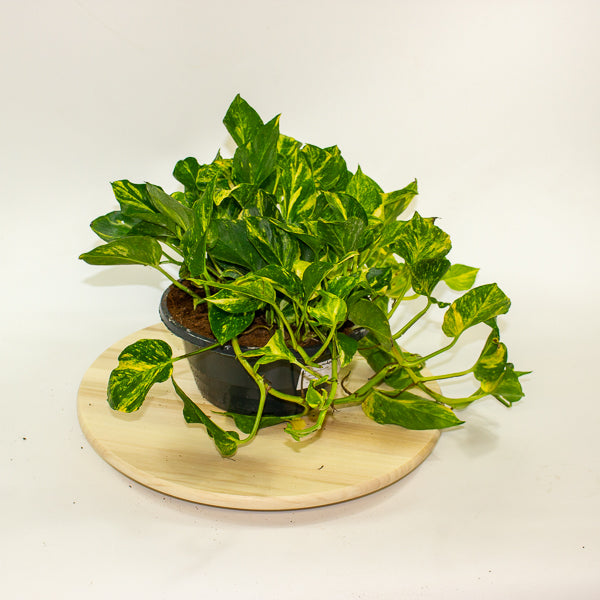 Epipremnum aureum Njoy Aurea 23cm H30cm