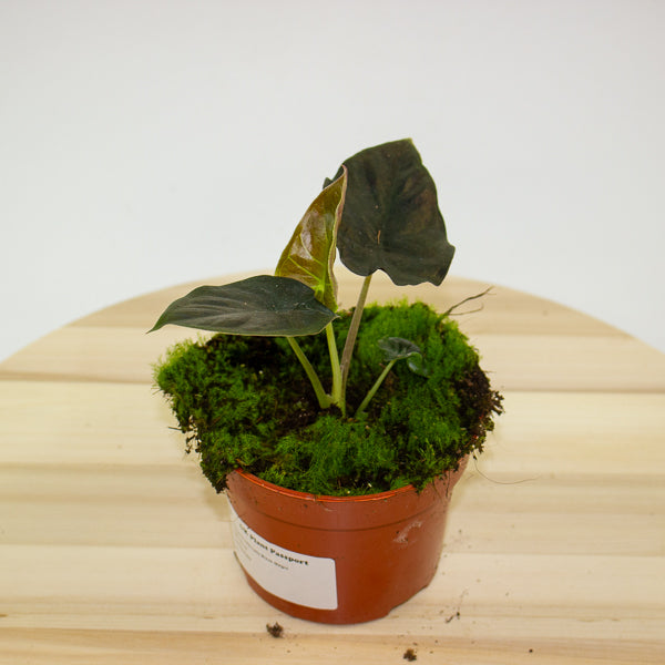 Alocasia infernalis Black Magic 10.5cm H15cm