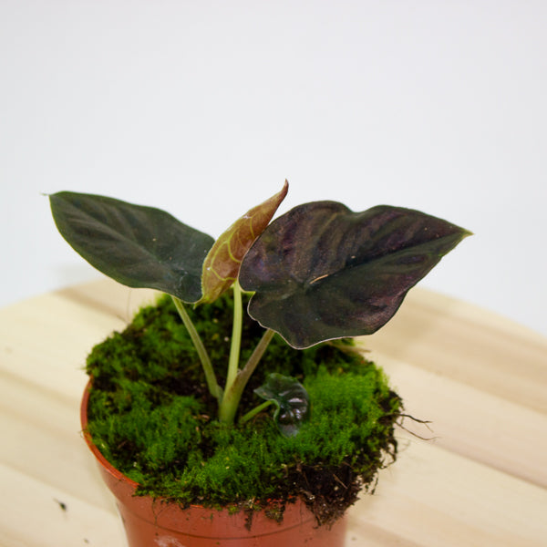 Alocasia infernalis Black Magic 10.5cm H15cm