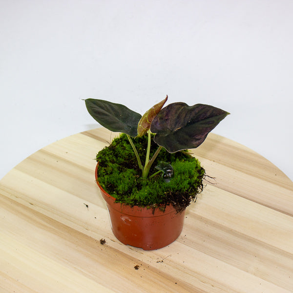 Alocasia infernalis Black Magic 10.5cm H15cm