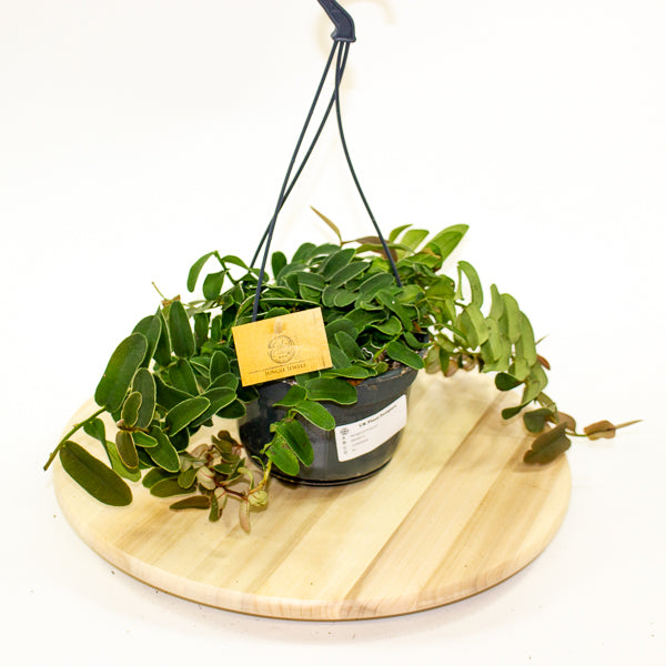 Marcgravia Sintenisii - Rainbow Marcgravia - Shingling Vine 15cm H25cm