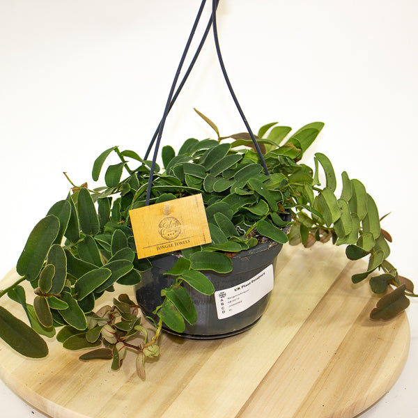 Marcgravia Sintenisii - Rainbow Marcgravia - Shingling Vine 15cm H25cm