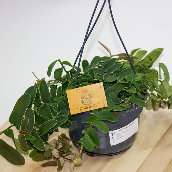Marcgravia Sintenisii - Rainbow Marcgravia - Shingling Vine 15cm H25cm