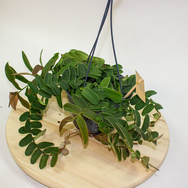Marcgravia Sintenisii - Rainbow Marcgravia - Shingling Vine 15cm H25cm