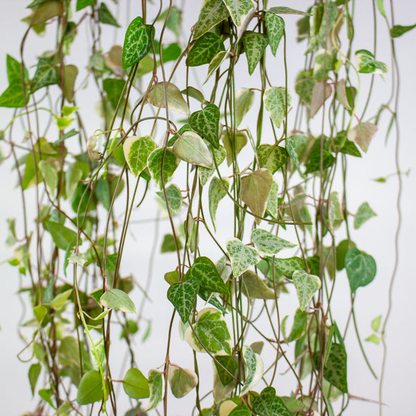 Ceropegia linearis Merel 14cm H38cm
