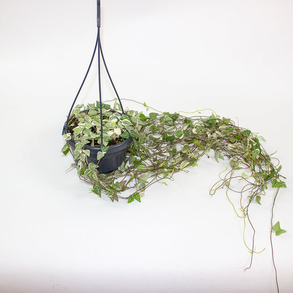 Ceropegia linearis Merel 14cm H38cm